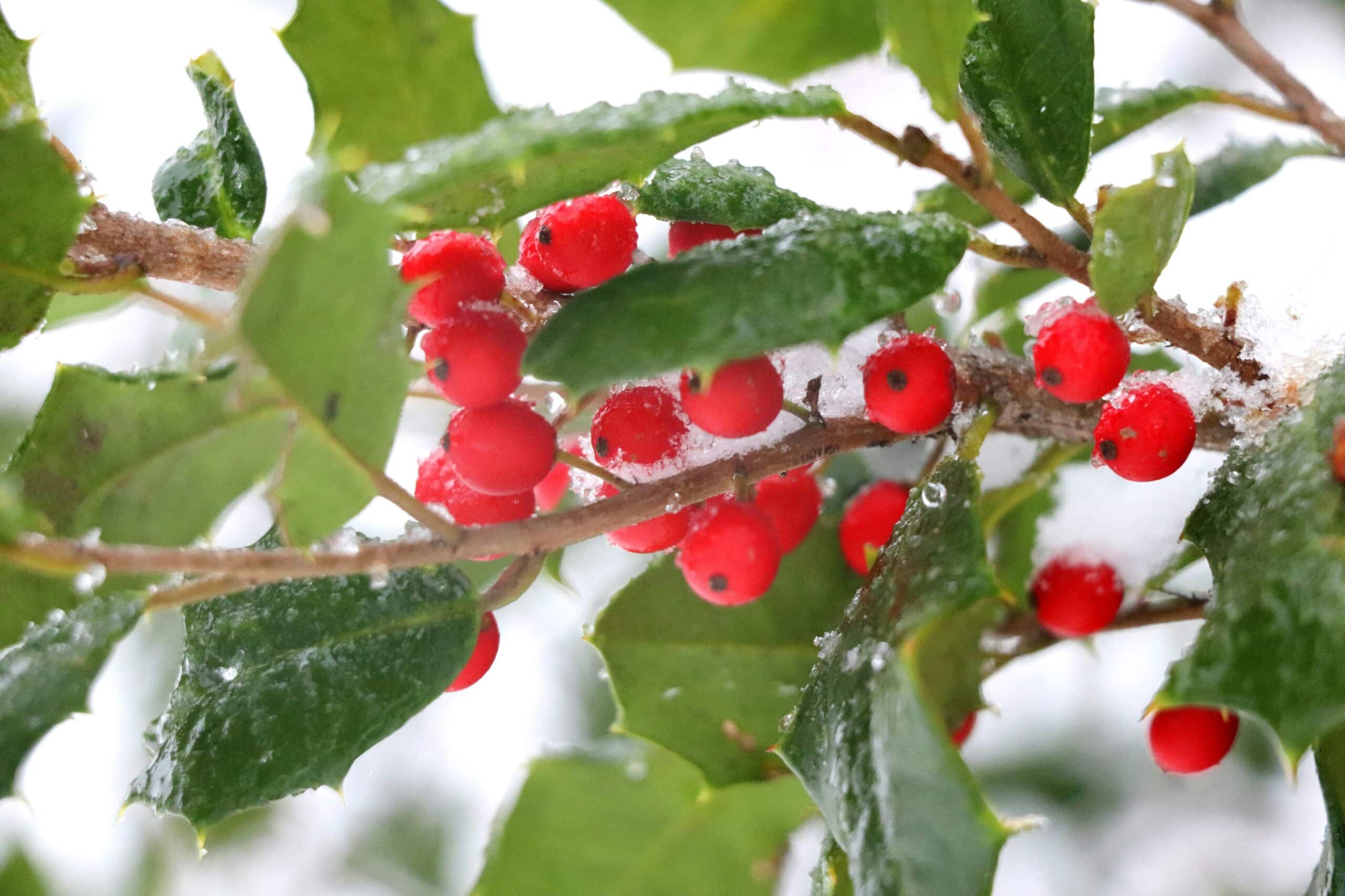 A sprig of holly in the snow signifying the holidays.
